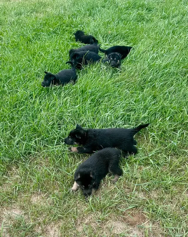 German Shepherd Puppies