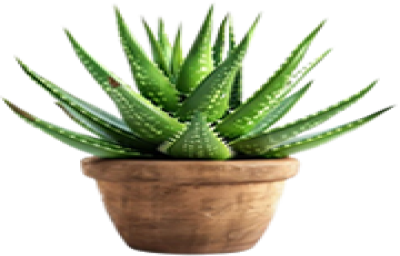 Herbal & Organic Products