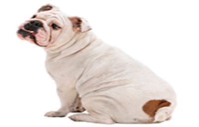 Pets