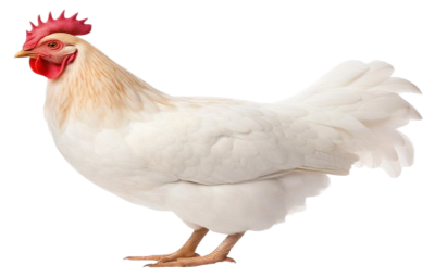 Agriculture & Food